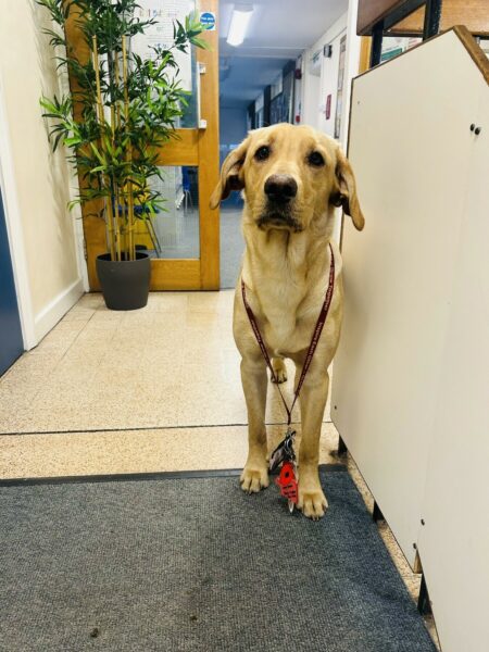 It’s Children’s Mental Health Week at St Joseph’s! 🌈🐾